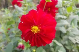 बढ्दो ‘फ्रस्टेसन’ र ‘डिप्रेसन’: एक खतरनाक सामाजिक परिदृष्य