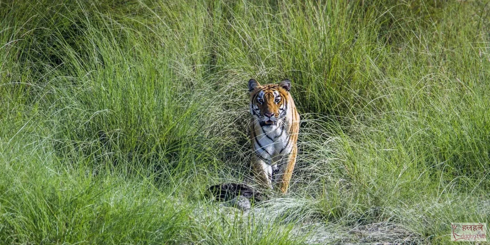 बाघ सर्वेका ५ रोचक नयाँ खुलासा